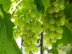 Uvas